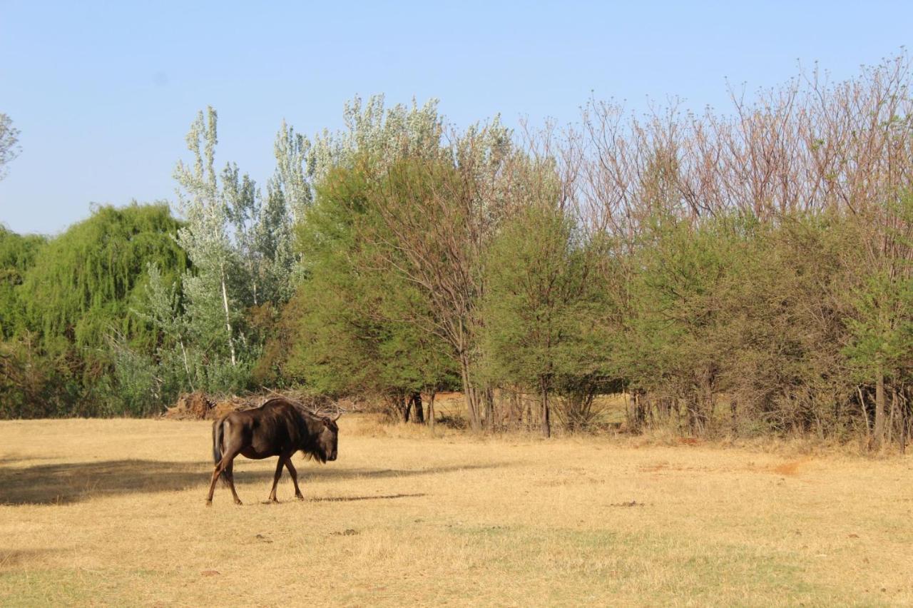 Little Swift Chalets Kophou ภายนอก รูปภาพ
